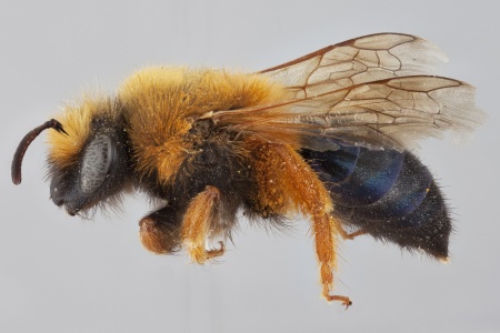 [Colletes fulvipes female (lateral/side view) thumbnail]